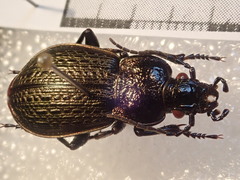 Carabus alysidotus