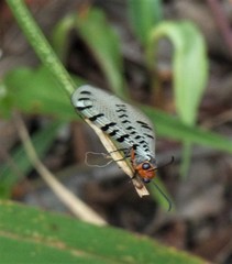 Myrmeleon erythrocephalus