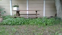 Didymodoxa capensis capensis