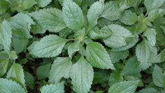 Didymodoxa capensis capensis