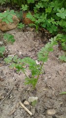 Daucus carota sativus