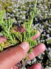 Notobubon pearsonii