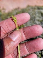 Notobubon pearsonii