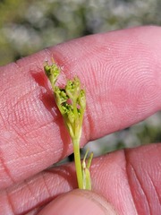 Notobubon pearsonii