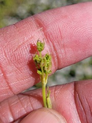 Notobubon pearsonii