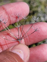 Notobubon pearsonii