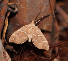 Chaetolopha leucophragma