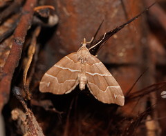 Chaetolopha leucophragma