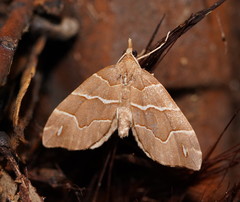 Chaetolopha leucophragma