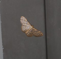 Idaea simplex