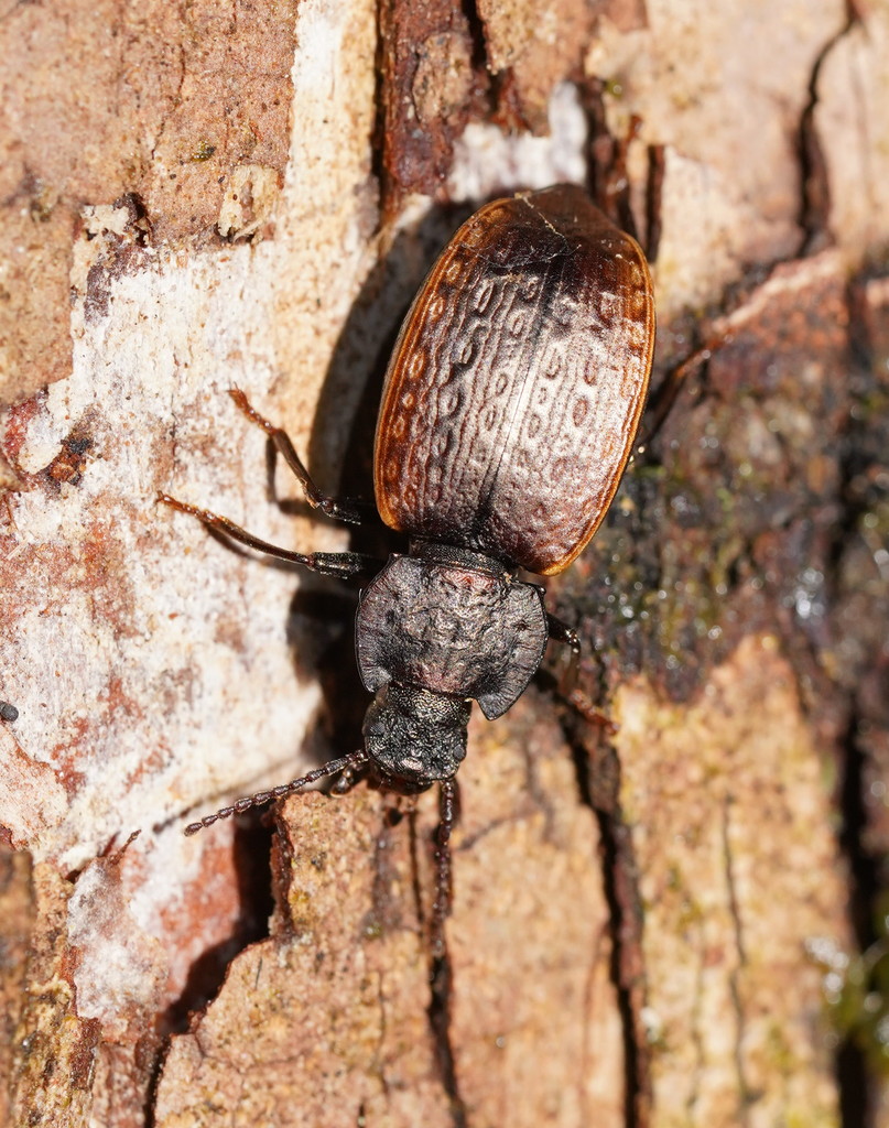 Coripera ocellata