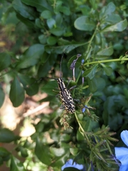 Macrochenus tigrinus