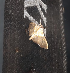 Agrotera longitabulata