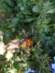 Macrochenus tigrinus