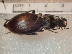 Carabus rossii