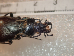 Carabus rossii