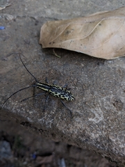 Macrochenus tigrinus