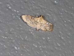 Cotachena hicana