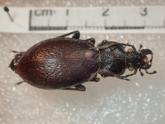 Carabus rossii
