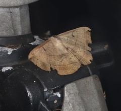 Entomogramma torsa