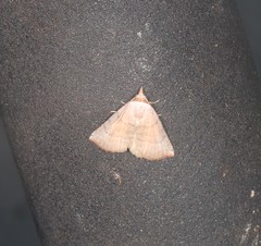 Mataeomera punctilinea