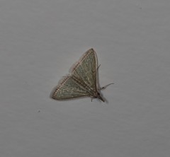Myrmidonistis hoplora