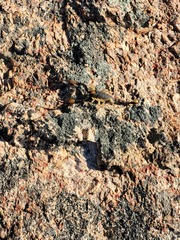 Opistophthalmus