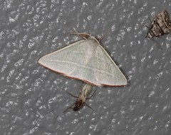 Oenochroma infantilis