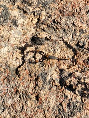 Opistophthalmus