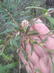 Persoonia mollis