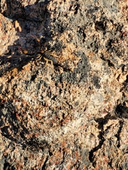Opistophthalmus