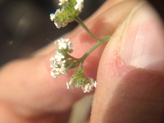 Cryptantha utahensis
