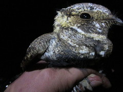 Antrostomus arizonae