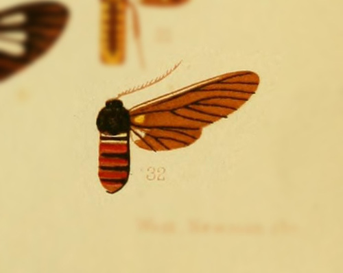 Syntomeida austera