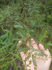 Acacia terminalis