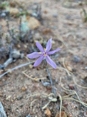 Moraea monticola