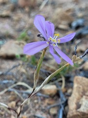 Moraea monticola