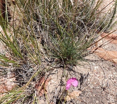 Dianthus basuticus