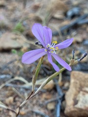 Moraea monticola
