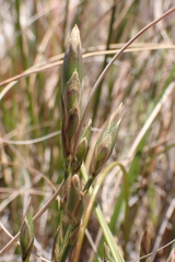Dianthus basuticus