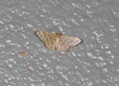 Idaea simplex