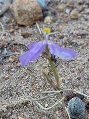 Moraea monticola