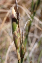 Dianthus basuticus