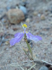 Moraea monticola