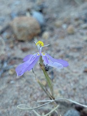 Moraea monticola