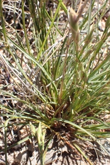 Dianthus basuticus