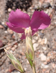 Dianthus basuticus