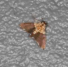 Agrotera longitabulata