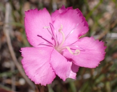 Dianthus basuticus