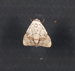Barasa cymatistis
